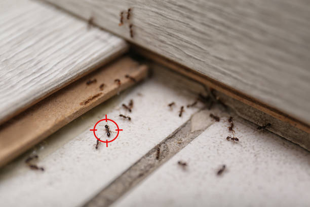 Best Pest Control for Restaurants  in Chapman, KS