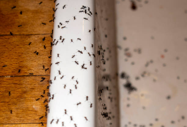 Best Best Pest Control Companies  in Chapman, KS